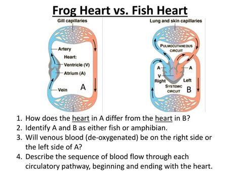 Unlike humans, they have a single circulatory pattern. PPT - Frog Heart vs. Fish Heart PowerPoint Presentation ...
