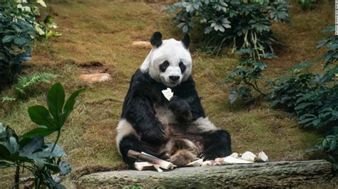Worlds Oldest Male Giant Panda Dies At Age 35 Patabook Travel