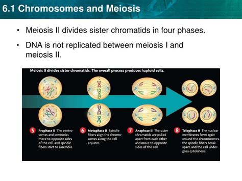 Chapter 6 Chromosomes And Meiosis Study Guide Answers Study Poster