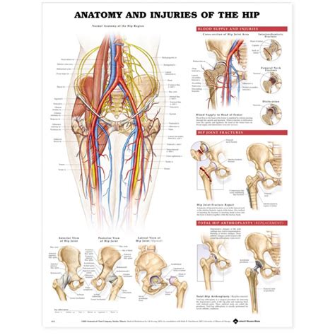 Collectively referred to as the hip adductors, the groin muscles are responsible for adduction of the hip, or drawing the leg in. Hip Injury Chart - Hip Injuries Poster 9781587793837