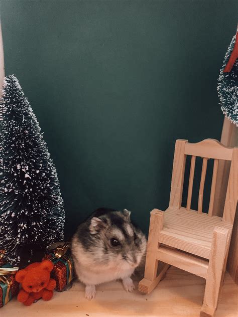 Gravy Is Really Getting Into The Holiday Spirit Rhamsters