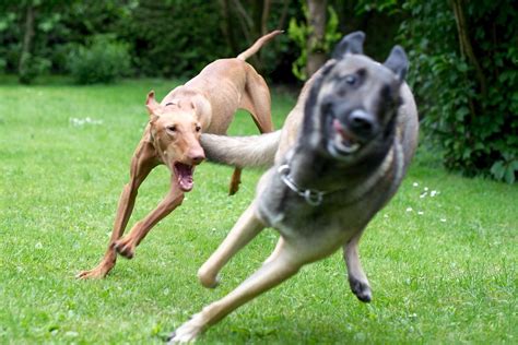 Dogs Chasing Dogs Chasing Each Other C F Flickr