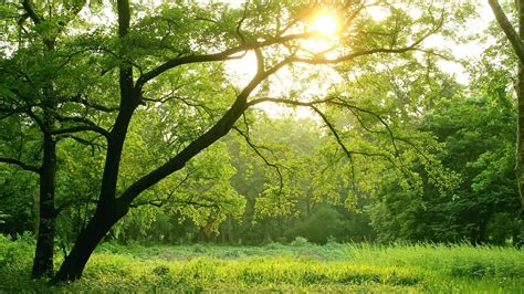 Online Crop Green Trees Trees Sunlight Nature Hd Wallpaper