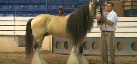 They are a beautiful horse that stands out due to their long flowing manes and tails. Buckskin Stallion Is One Of The Most Unique Gypsy Vanners In The World - Horse Spirit