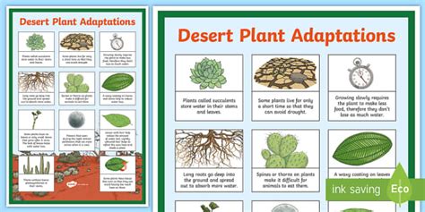 Desert Plant Adaptations Display Poster Desert Plants Plants
