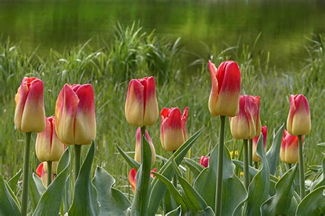Images Gratuites Champ Fleur Pétale Tulipe Printemps Botanique