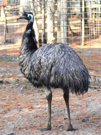 Aufbau, analyse und abfrage von sprachdatenbanken mit akustischen und artikulatorischen daten als auch ihrer etiettierung. Emu | Bird Info & Photos 2012 | The Wildlife