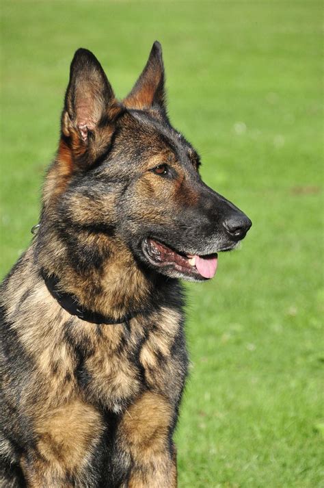 Pin On German Shepherd Dogs And Puppies Breed Facts Tips And Information