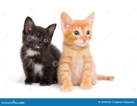 Two Little Kittens Royalty Free Stock Photo Image 20056355