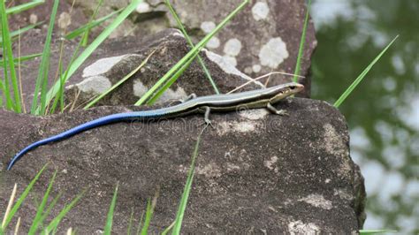 Japanese Five Lined Skink With Blue Tail Stock Photo Image Of