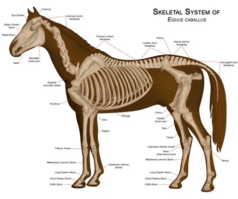 Horse Skeletal Structure White Oak Stables