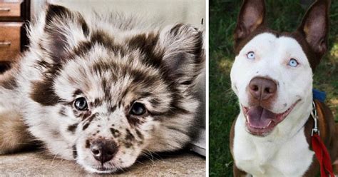 20 Crossbreed Dogs That Will Make You Fall In Love With