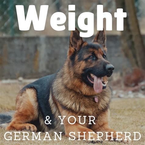 German Shepherd Breed Target Height And Weight Pethelpful