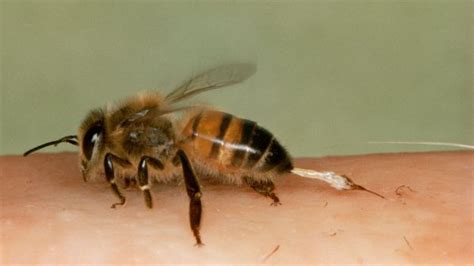 Bbc Earth The Truth About Bees
