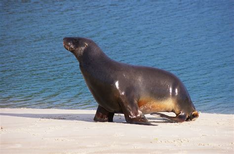 Free Images Sea Wildlife Fauna Seals Vertebrate Harbor Seal