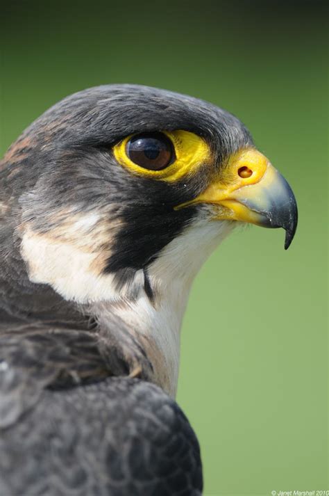 The Steely Stare Of A Peregrine Falcon Peregrine Falcon Pet Birds