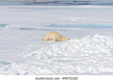 239 Polar Bear Lying Down Images Stock Photos Vectors Shutterstock