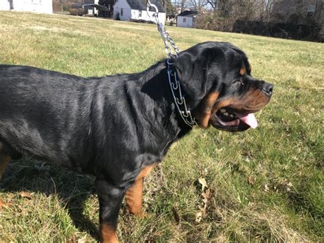 The dogs were known in german as rottweiler metzgerhund, which means rottweil butchers dogs. German Rottweiler Puppies for Sale in Louisville, Kentucky