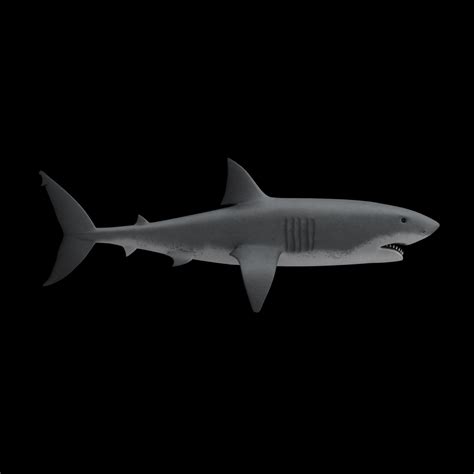 3d Model Shark Animation