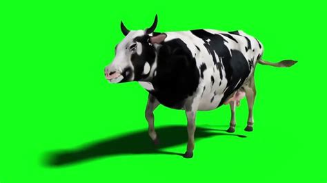 Cow Dance Chinta Ta Ta Chita Chita Greenscreen Animated Cartoon