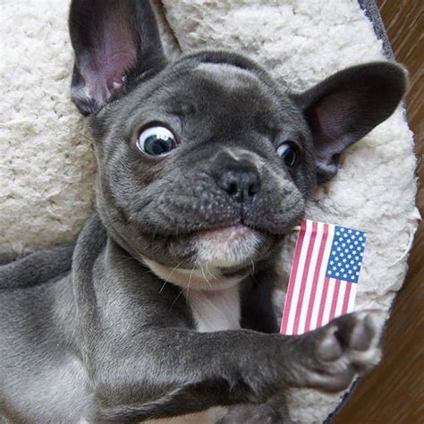 Look here to find a french bulldog breeder. B E E 💜 #buldog | French bulldog puppies, Cute french ...