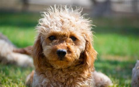 Cavapoo Dog Breed Facts And Personality Traits