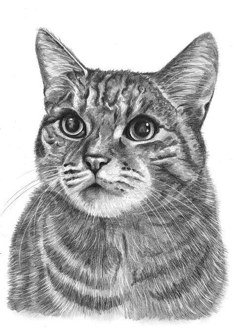 Как нарисовать портрет кошки 31 фото