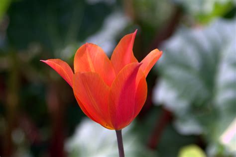 Fotos Gratis Naturaleza Hoja Flor Pétalo Tulipán Naranja
