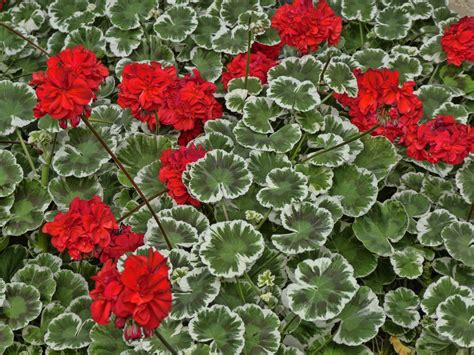Red Geraniums Free Stock Photo Public Domain Pictures