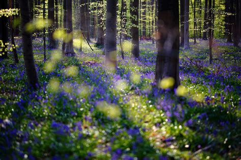 Hallerbos La Forêt Aux Jacinthes Belgique Bruxelles