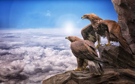 Eagles Birds Prey Masters At Heights Sky Clouds Roc Sun Animals Photo