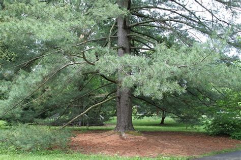 Types Of Pine Trees With Identification Guide Chart And Pictures