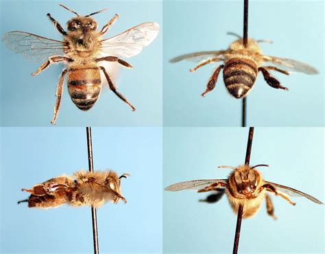 Honey Bee Biography Beespotter University Of Illinois