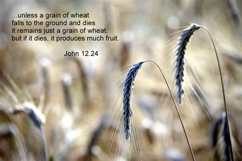 Catholic Faith Education Unless A Grain Of Wheat Falls To The