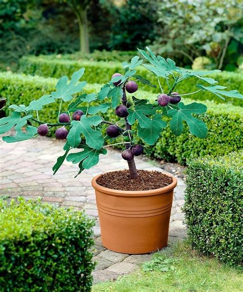 Top Dwarf Fruit And Nut Trees To Grow In A Limited Space Page Of