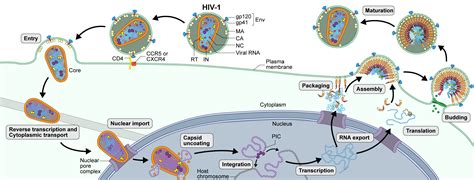 Life Cycle Science Of HIV