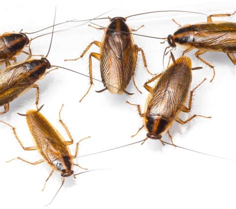 The Types Of Cockroaches Found In The Uk Elite Home Ideas