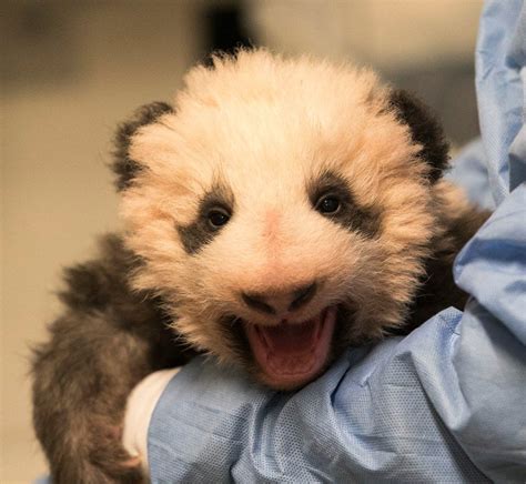 The Panda Monium Continues As Mini Yuan Zi Frances First Giant