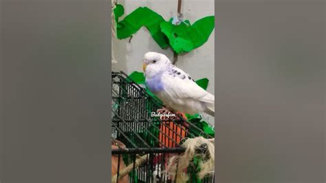 Cute Fluffy Budgie Boo Boo Chirping Loudly And Closing Her Eyes 💖💕💞🐦 😍🤗