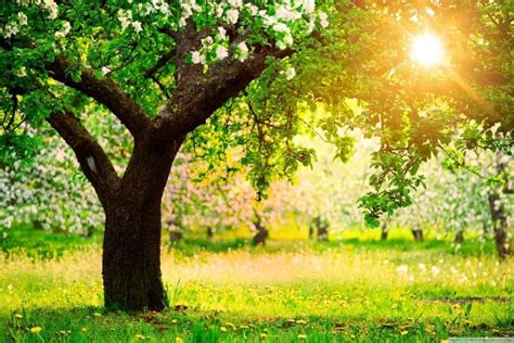 Pretty Nature Backgrounds With Quotes ·① Wallpapertag