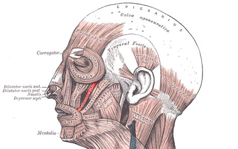 Músculos Da Cabeça Anatomia Papel E Caneta