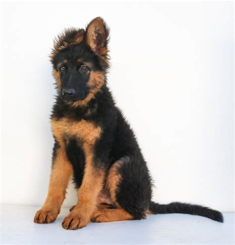 The Miniature German Shepherd Breed Info And Owners Guide Animal Corner