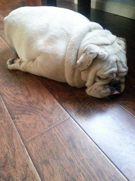 25 Hilarious Photos That Prove English Bulldogs Can Sleep Absolutely