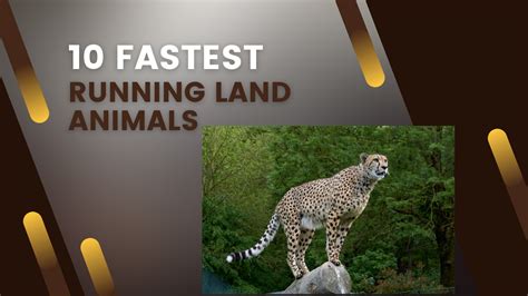 The 10 Fastest Land Animals In The World