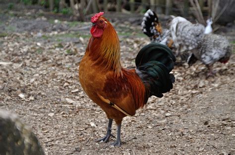 Free Rooster Stock Photo - FreeImages.com