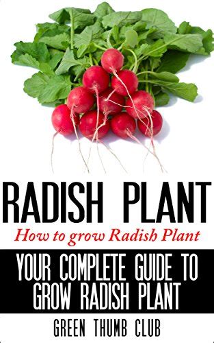 Radish Plants How To Grow Radish Plants Your Complete Guide To Grow
