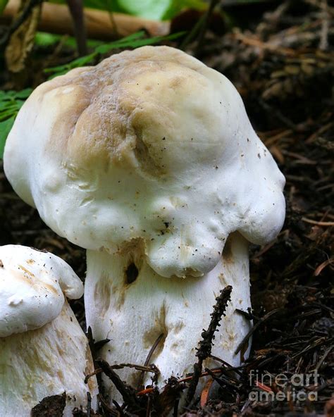 Wild White Mushrooms Photograph By Crystal Garner