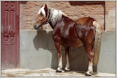 Trending images, videos and gifs related to juan! by JuAn CaRLoS | Horses, Animals