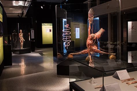 Body Worlds Vital Gives Us An Inside Look