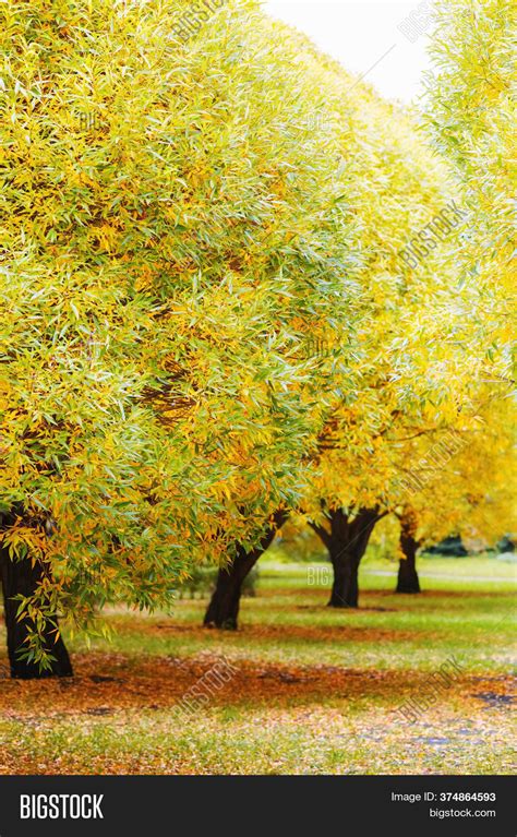 Autumn Trees Willow Image And Photo Free Trial Bigstock